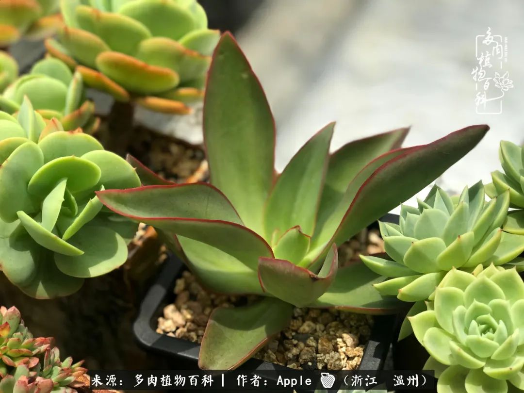 多肉成长记观察记录怎么写,多肉成长记录观察展板