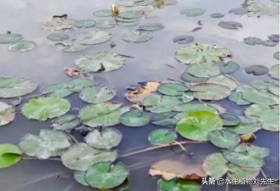 睡莲的养殖方法和注意事项有哪些,最难养的睡莲养殖方法和注意事项