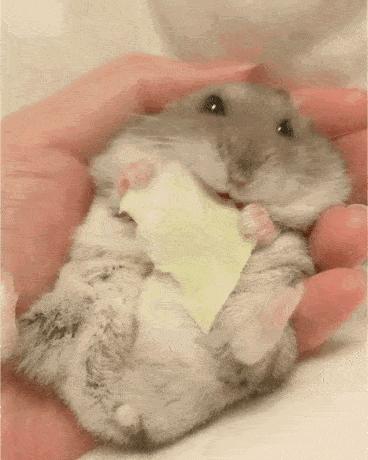 养仓鼠新手要注意的几个,养仓鼠要记住的几件事