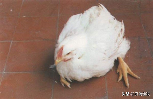 鸡脚软要喂什么药,鸡脚软无力怎么救