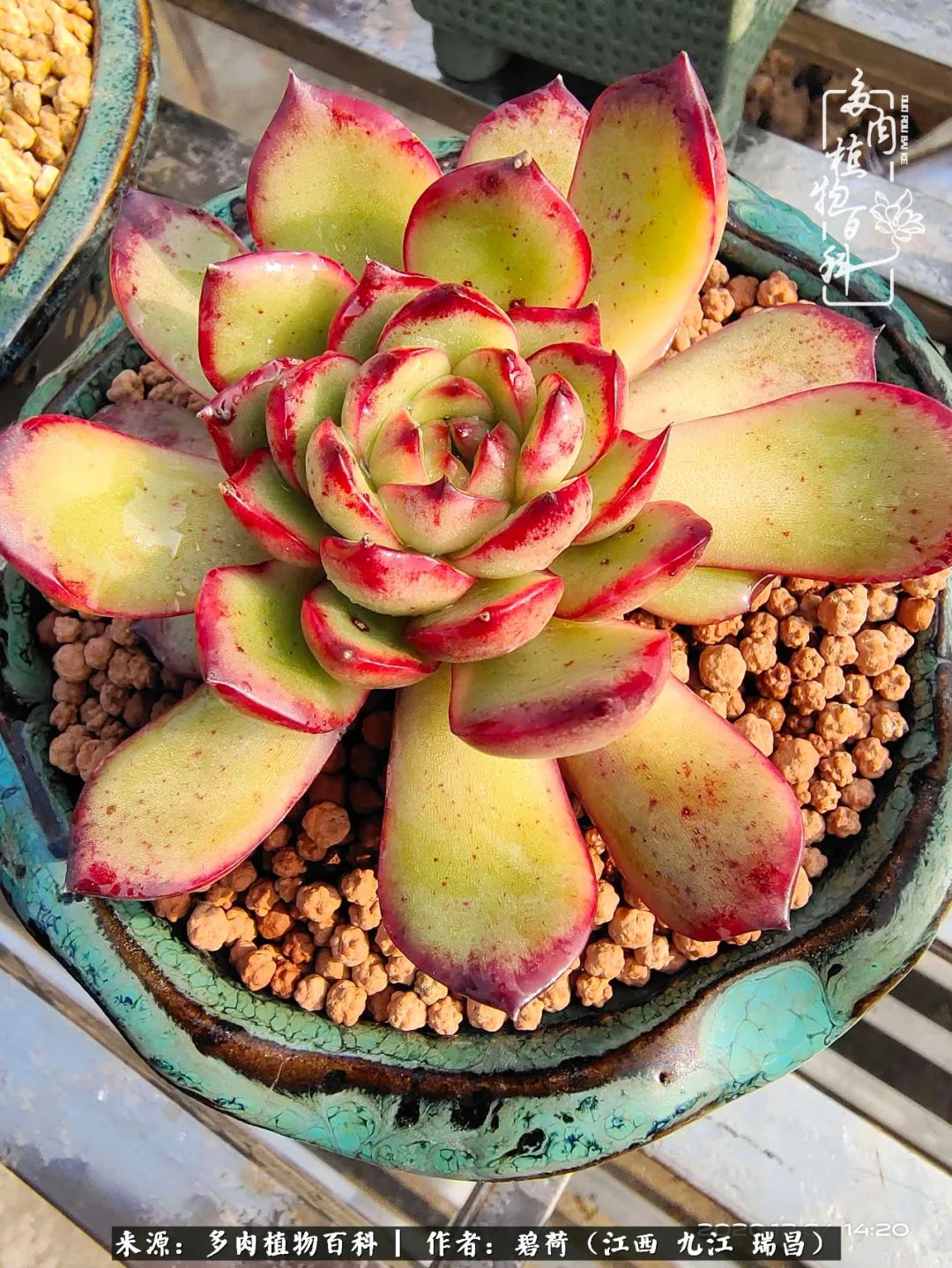 养了五年的多肉看到岁月的痕迹,经过一年春夏秋冬的轮回