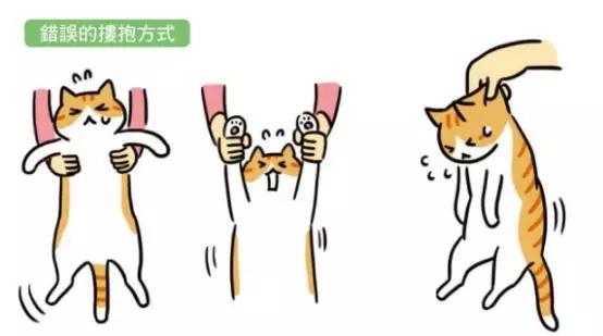 猫咪怎样才会放下戒备,猫咪应该怎样抱才不会乱跑