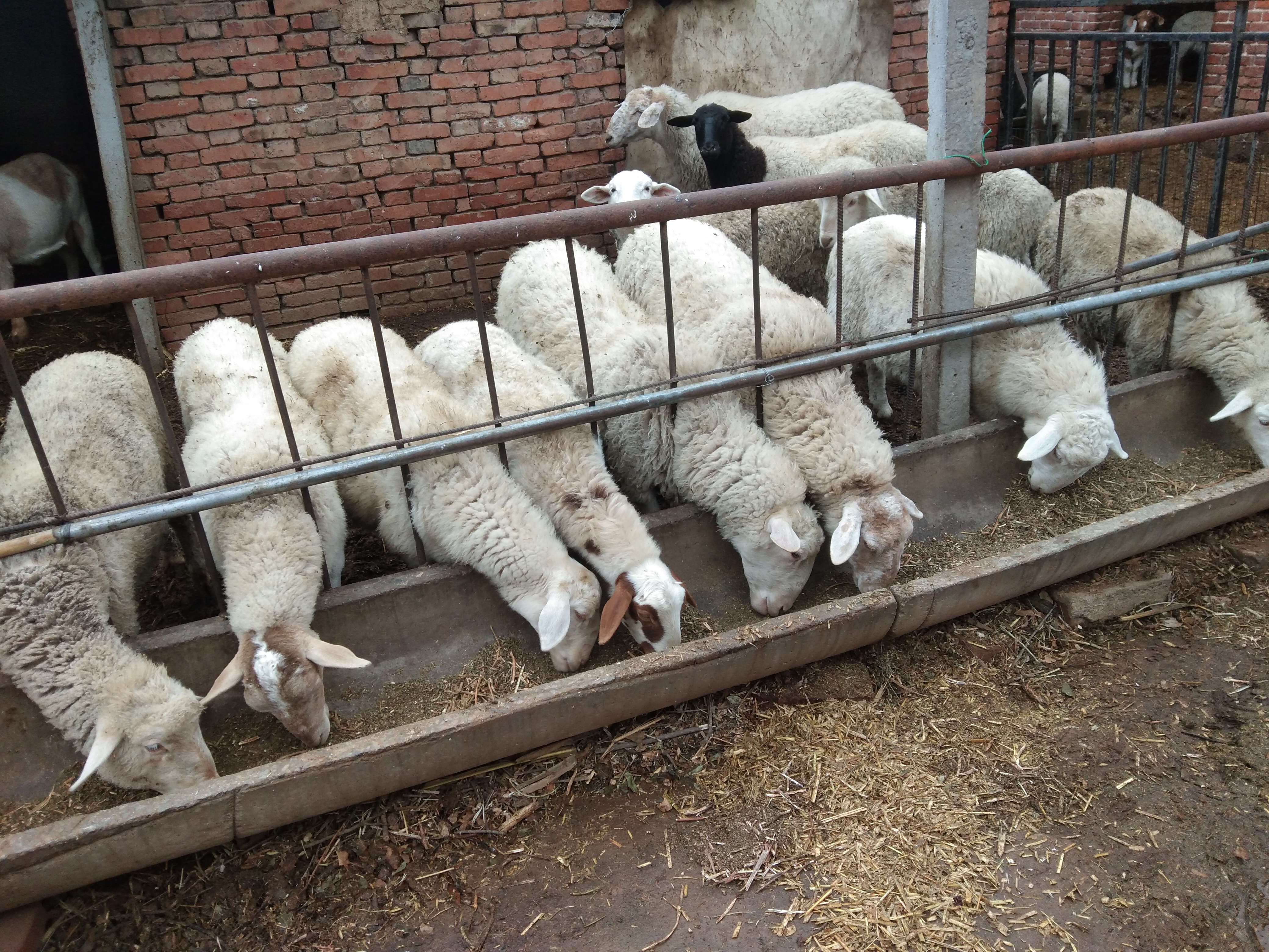 养羊家中常备哪些药,养羊必备的五种药