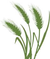 纯进口em菌种原种,台湾em复合菌种