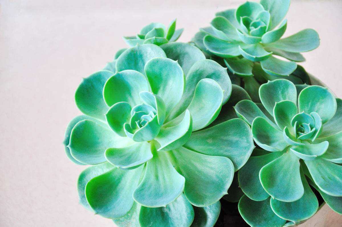 100种常见多肉植物图鉴收藏,1000种多肉植物图鉴及名字