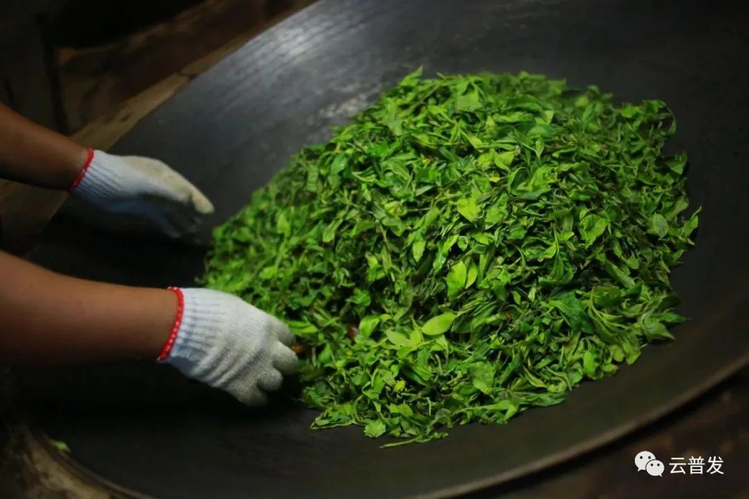 杀青普洱茶的缺点,普洱茶杀青过重