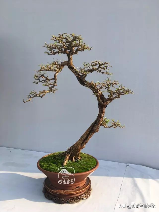 文人杂木盆景精品欣赏,可以做盆景的杂木图片大全