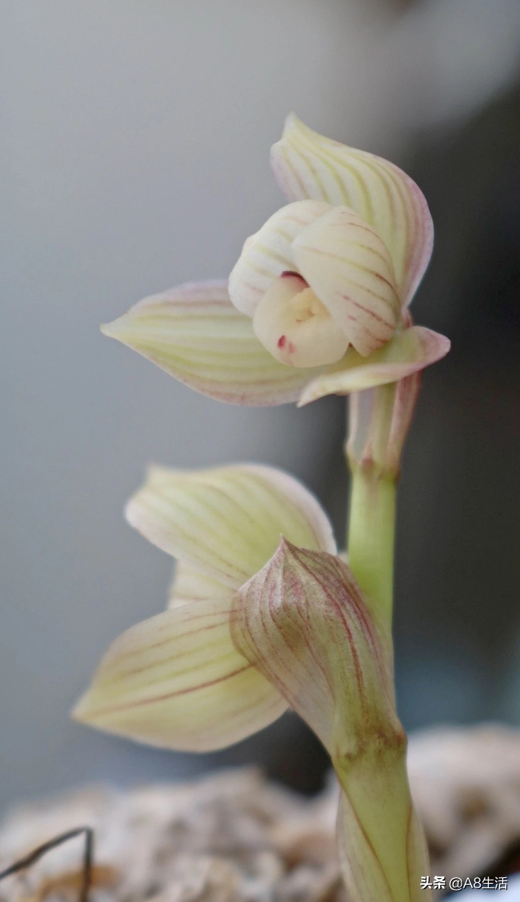 春兰姜氏荷兰名品欣赏,姜氏荷兰花春兰