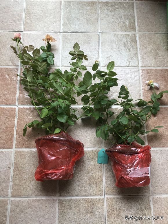 网购月季黄叶嫩芽枯萎怎么处理,网购的月季小苗黄叶了怎么栽种