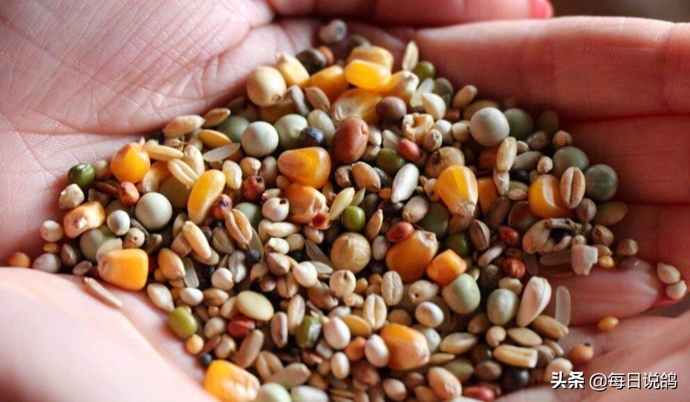 鸽子不爱家飞直接训放行吗,鸽子不爱家飞