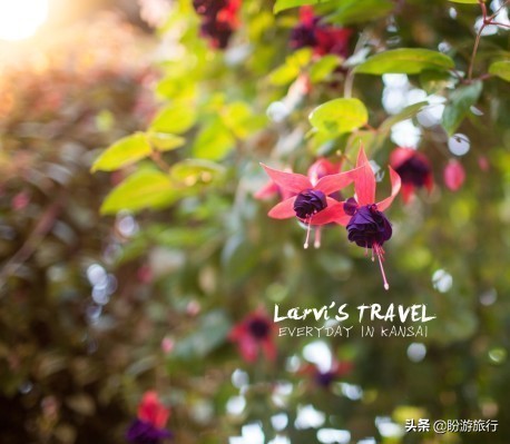 日本关西京都奈良旅游,日本关西自由行之奈良