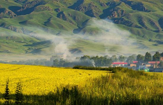 伊犁昭苏马场的马,伊犁昭苏县的马