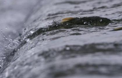 黄河鲤鱼是它的祖先,味道鲜美曾当饭吃,鱼卵有剧毒,如今禁食了
