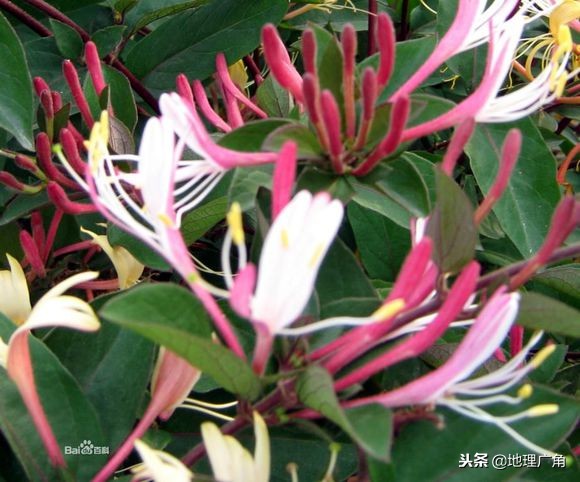 山东标志性美食图片,山东特色优质农产品目录