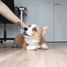 最温顺适合超市养的狗狗,适合家里养的宠物狗排名