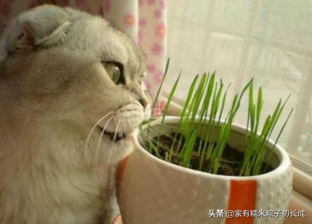 猫咪为何如此钟爱猫草,猫咪为什么喜欢吃猫猫草