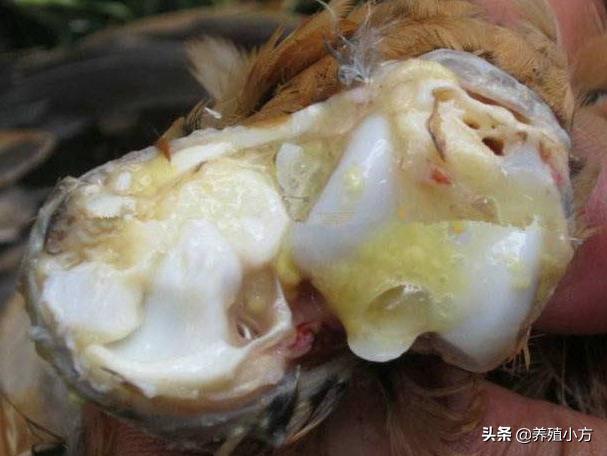 鸡得滑液囊支原体感染拉什么粪便,滑液囊支原体在鸡什么部位注射