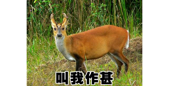 大牌同款皮质包包,怎么挑选适合自己的大牌包包