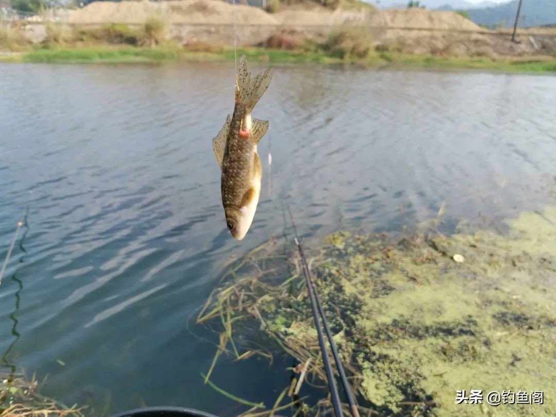 上鱼时正确的提竿方法,硬竿如何提鱼才不会跑鱼