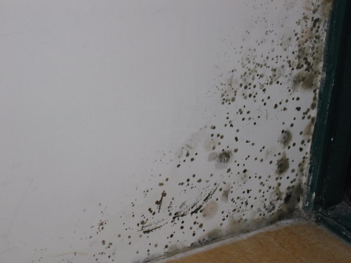 房屋潮湿墙壁发霉怎样彻底根治,卧室墙体发霉怎么解决