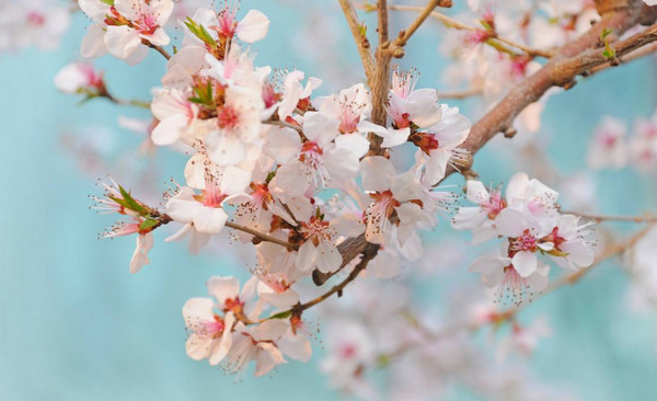 四五月应季水果口感好还便宜,6月的什么水果是当季水果