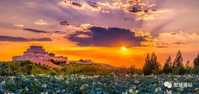 榆林牡丹园,榆林千年牡丹园