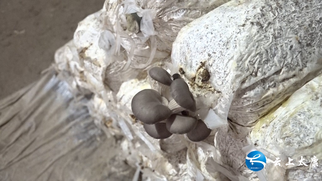 决战决胜脱贫攻坚产业扶贫,脱贫攻坚致富之路