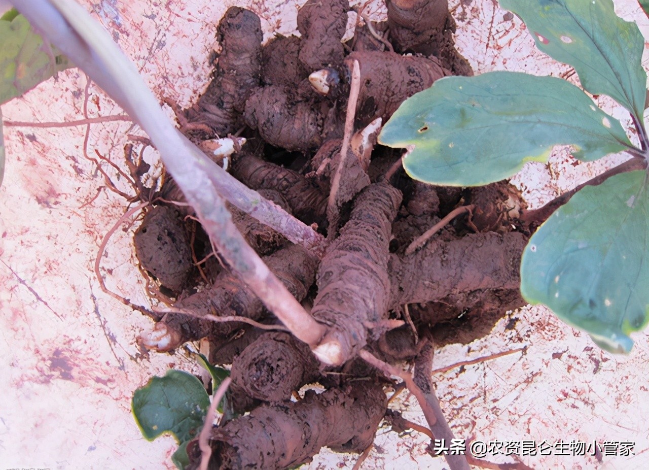 重楼黄叶病怎么治疗,重楼苗黄叶是什么原因