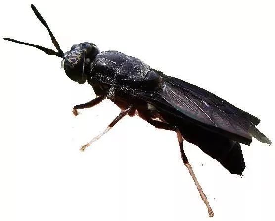 水产养殖经常见的虫子有哪几种,水产养殖小白虫叫什么虫