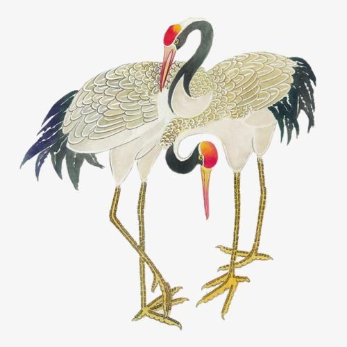 丹顶鹤的顶真的有剧毒吗,丹顶鹤顶红是什么原因