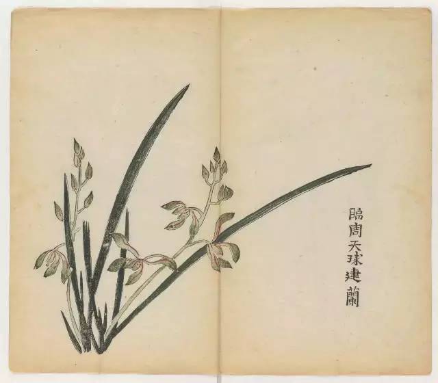 毛笔怎么画兰草,怎么画兰花和书法