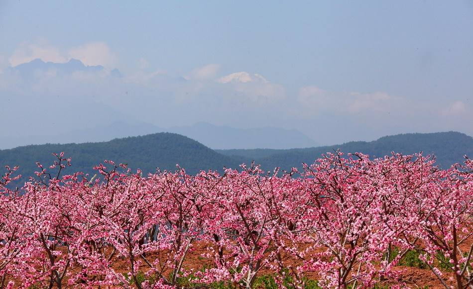 桃树低效园转型在“三改”,三改是路三新致胜