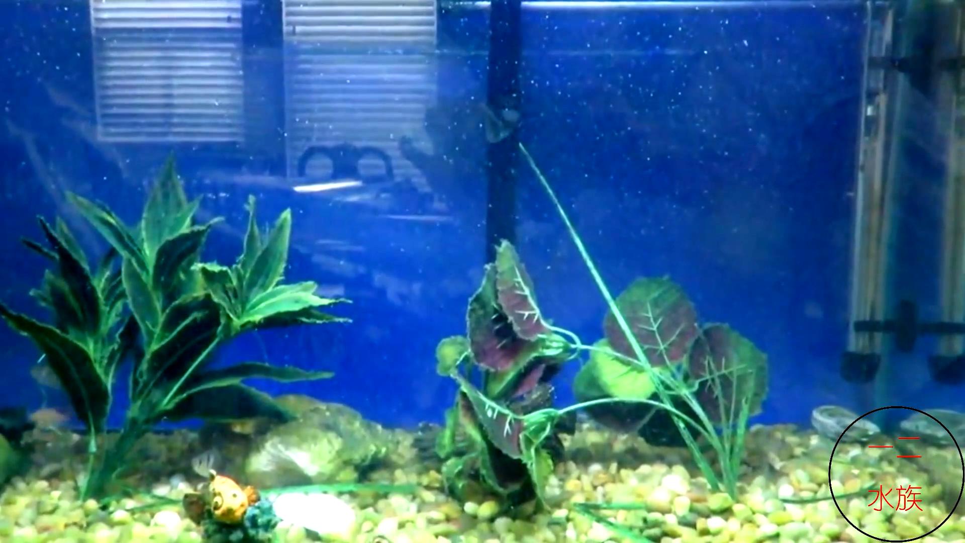 鱼缸绿水了用杀菌灯正确使用方法,鱼缸治理绿水的最佳方法是