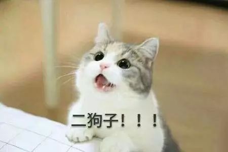 你养的猫在古代都叫什么名字,想知道你家猫在古代是什么样子吗