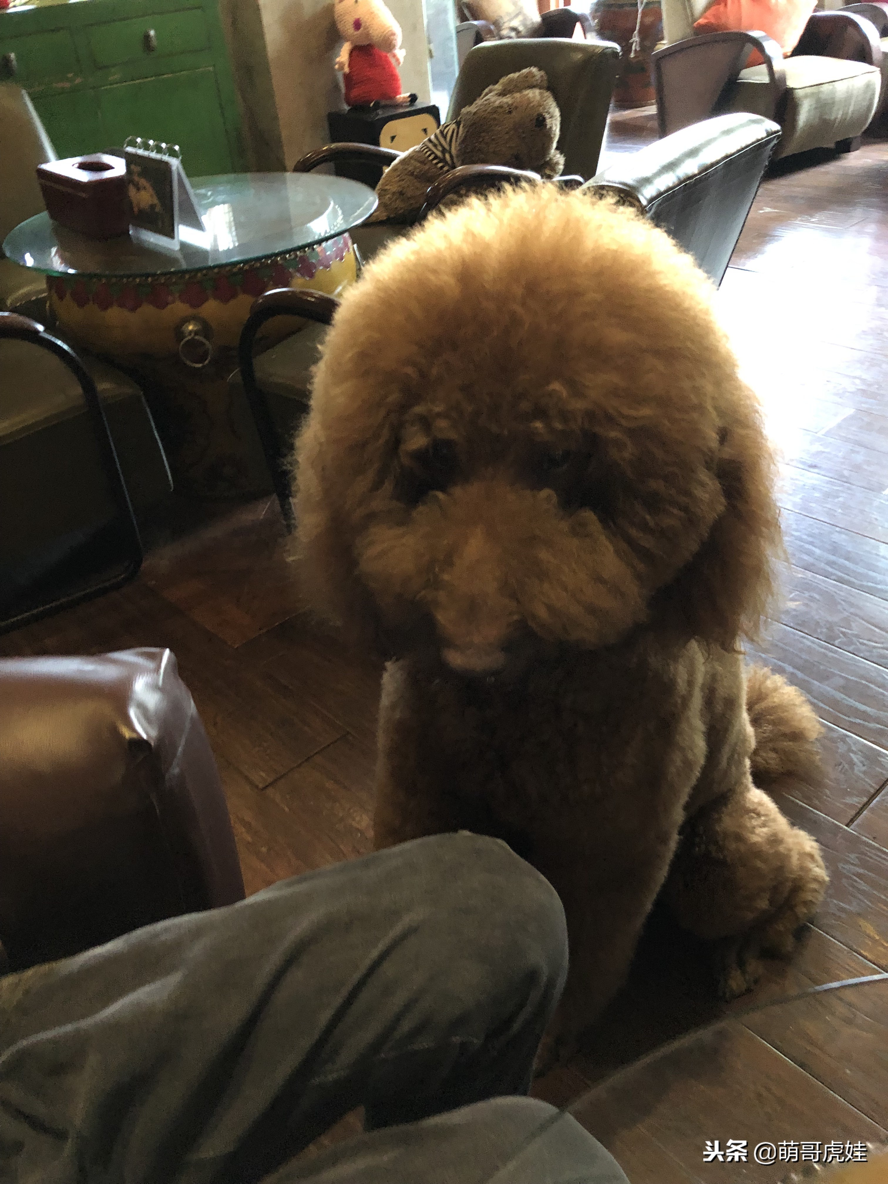 自从养了一只狗偷偷吃东西,自从养了狗偷吃东西都得偷偷摸摸