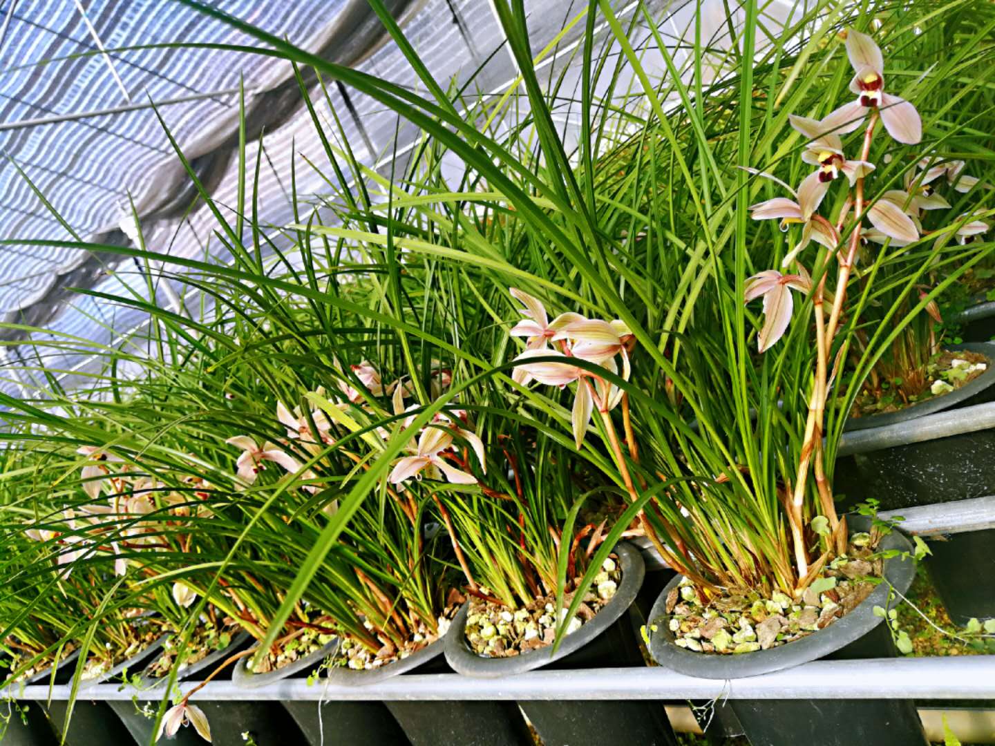 2023莲瓣兰心心相印什么价格,2020年莲瓣兰心心相印价格