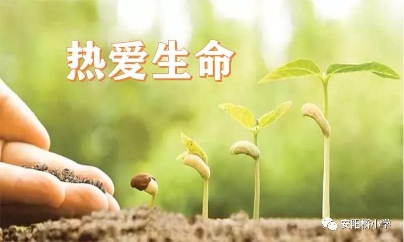 安阳桥小学:佳句越古今,往飞娃娃家