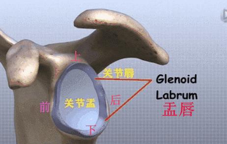 盂与臼——关节盂与关节臼的汉字渊源