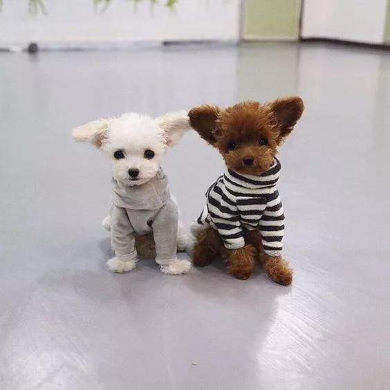 小泰迪一般多久立耳就定型了,小泰迪立耳修剪毛发视频