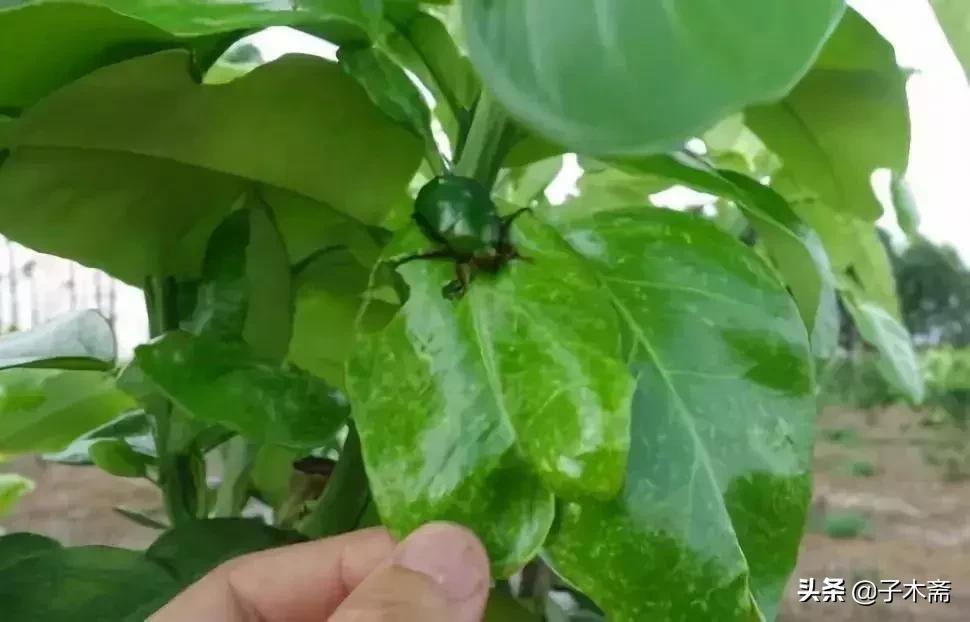 柑橘大实蝇和柑橘小实蝇常规虫害,柑橘虫害高清图谱及防治方法