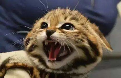 猫咪的胡须都有哪些功能,猫咪的胡须有什么有趣的地方