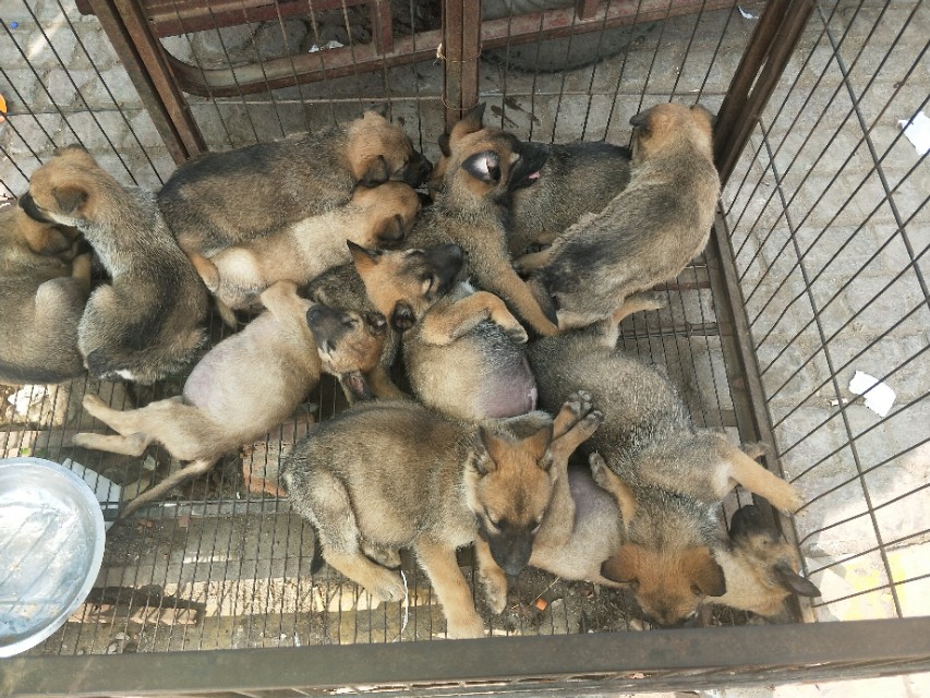 开封狗市抓狗视频,开封狗市拉布拉多和金毛的视频