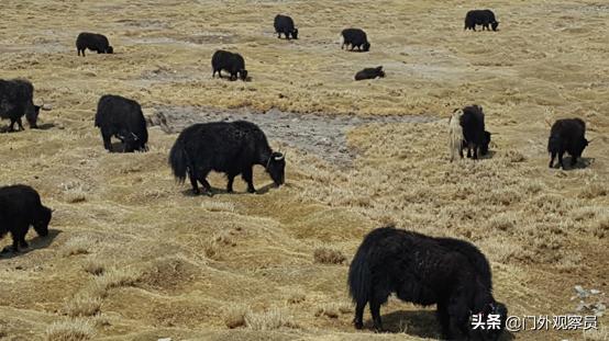 为什么到西藏一定要去阿里,不去拉萨能到那曲吗