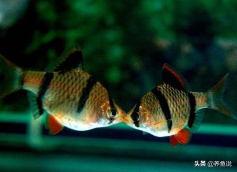 虎皮鱼怎么才能养好,虎皮鱼好养吗怎么养