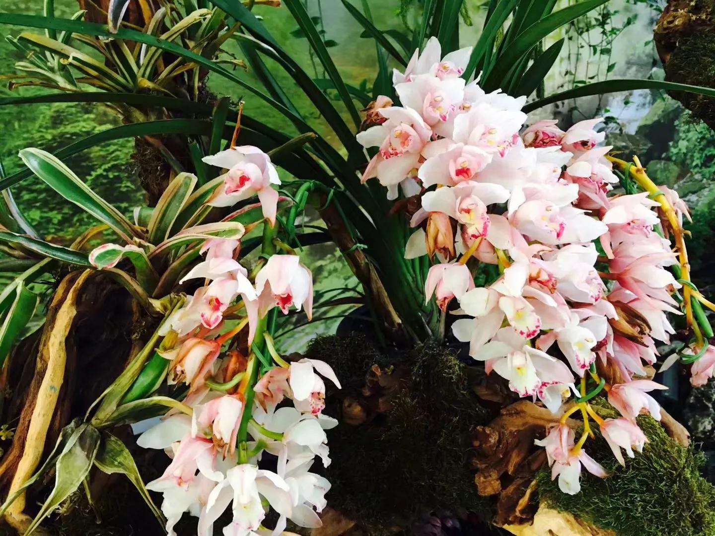 兰花最美的季节是冬季,北方冬季赏兰花