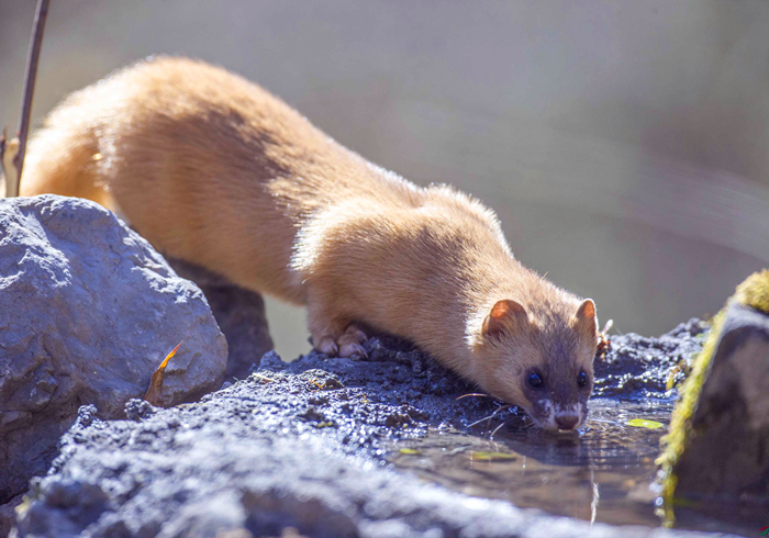 家里跑进来黄鼠狼怎么办,家里有黄鼠狼它自己会走吗