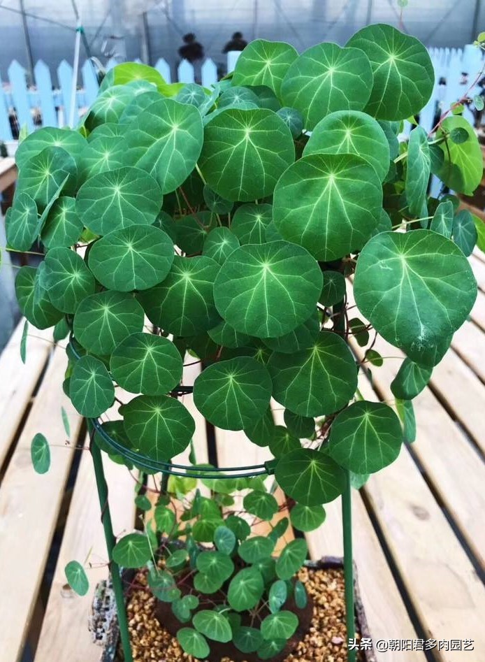 盆景山乌龟哪个品种好,金不换山乌龟品种