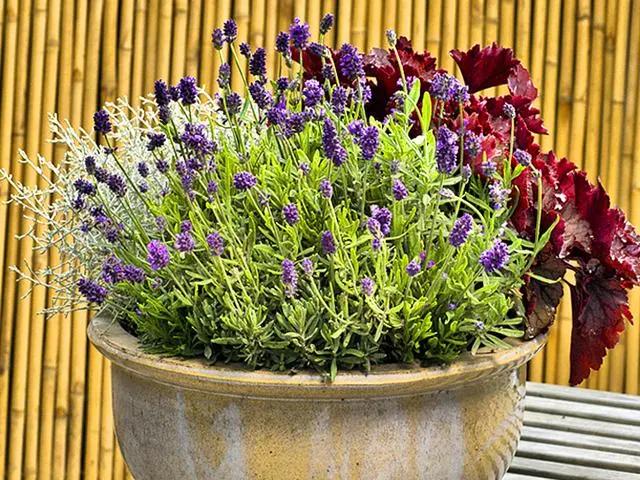 驱蚊最好养的十种花,不怕冷适合家里养的32种花