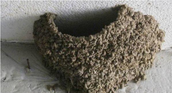 屋檐下有燕子窝居住燕子好吗,农村谚语燕子不入贫寒门