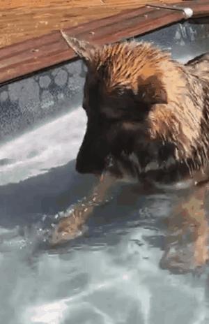 德国牧羊犬凶悍,德国牧羊犬高大威猛